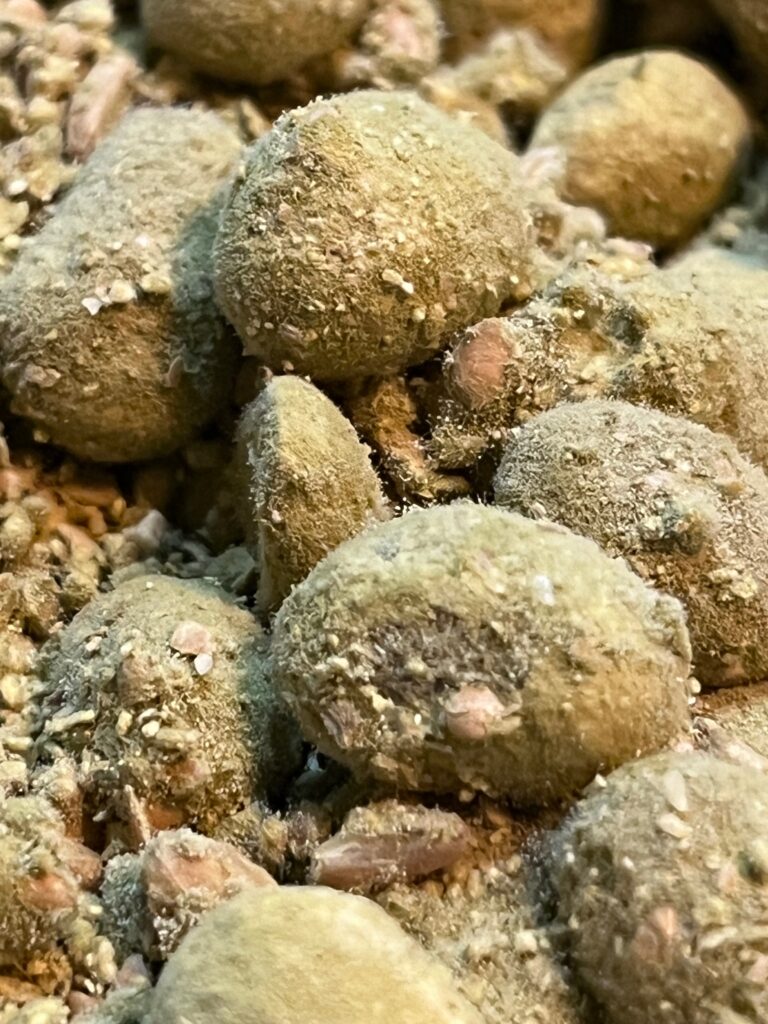 お醤油作り用の麹