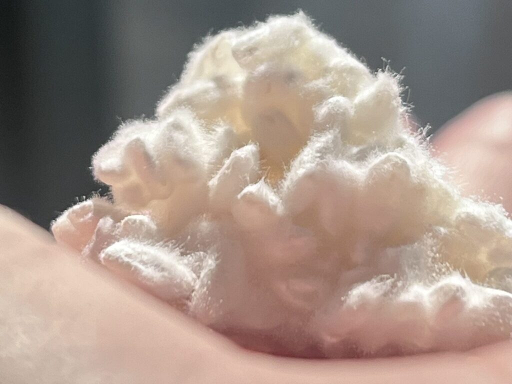 麹が出来上がった瞬間